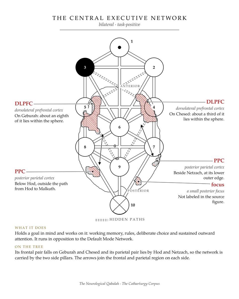 The Central Executive Network