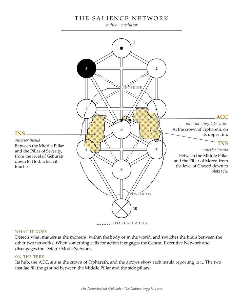 The Salience Network